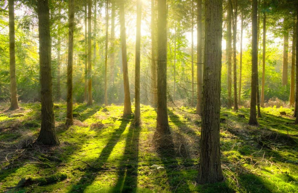 A wooded glade suggesting an animal's territorial area