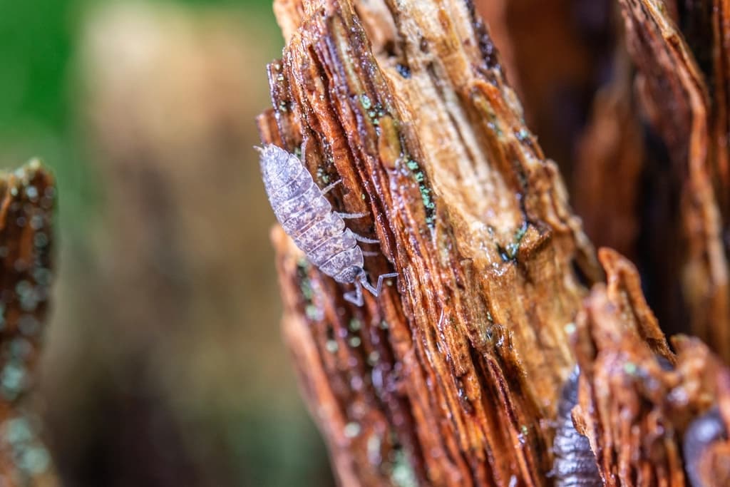 A wood louse on a dead tree